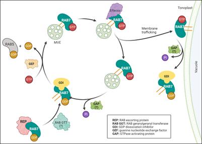 RAB7 GTPases as coordinators of plant endomembrane traffic